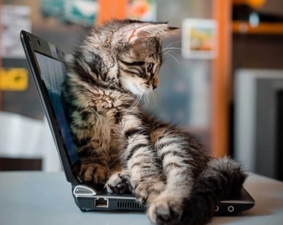 Kostenkeurders gezocht